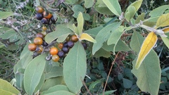 Solanum erianthum