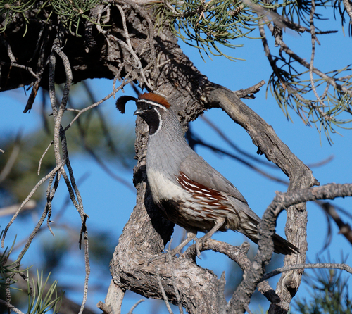 iNaturalist observation photo of Gambel's Quail
