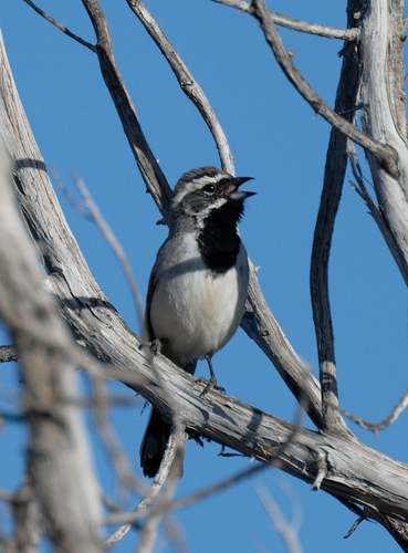 iNaturalist observation photo of Black-throated Sparrow
