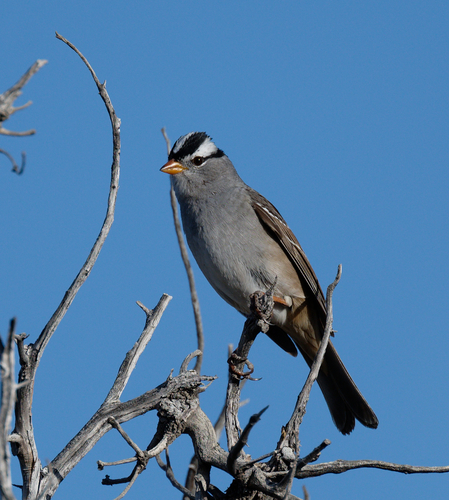 iNaturalist observation photo of White-crowned Sparrow