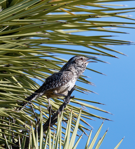 iNaturalist observation photo of Cactus Wren