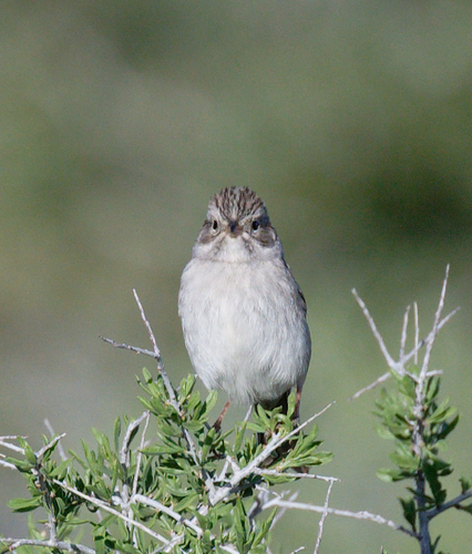 iNaturalist observation photo of Brewer's Sparrow