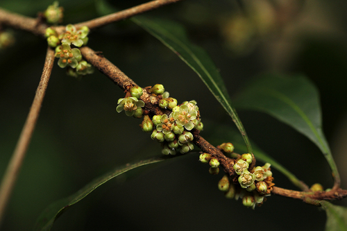 Synsepalum chimanimani image