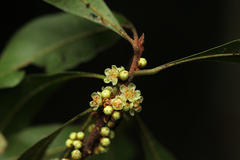 Synsepalum chimanimani image