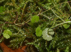 Hydrocotyle moschata parvifolia