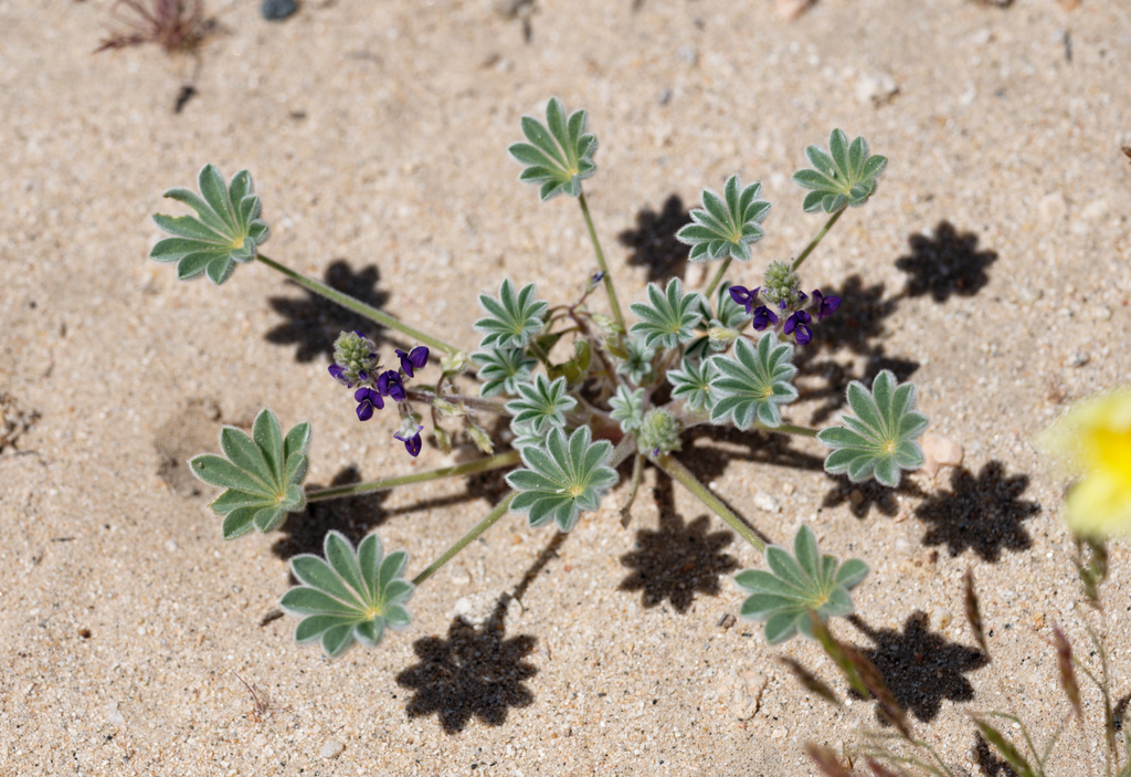 Purple Desert Lupine from San Bernardino County, CA, USA on April 27 ...