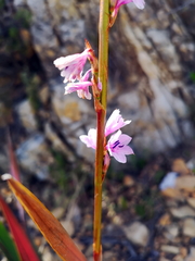 Watsonia marginata