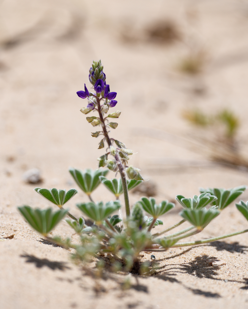 Purple Desert Lupine from San Bernardino County, CA, USA on April 27 ...