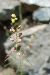 Streptanthus polygaloides