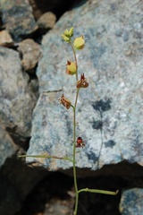 Streptanthus polygaloides
