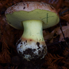 Butyriboletus persolidus