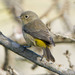 Virginia's Warbler - Photo (c) BJ Stacey, some rights reserved (CC BY-NC)