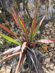 Watsonia marginata