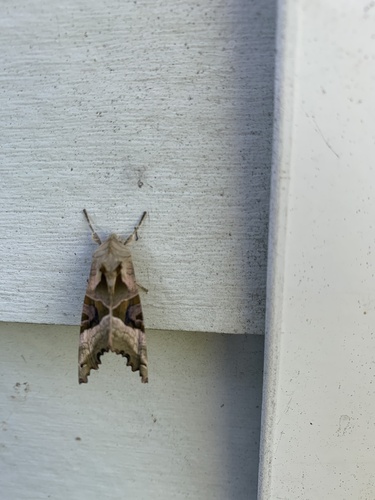 Phlogophora meticulosa