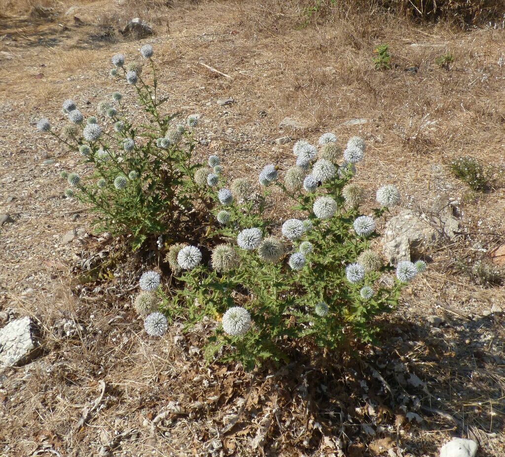 Echinops antalyensis