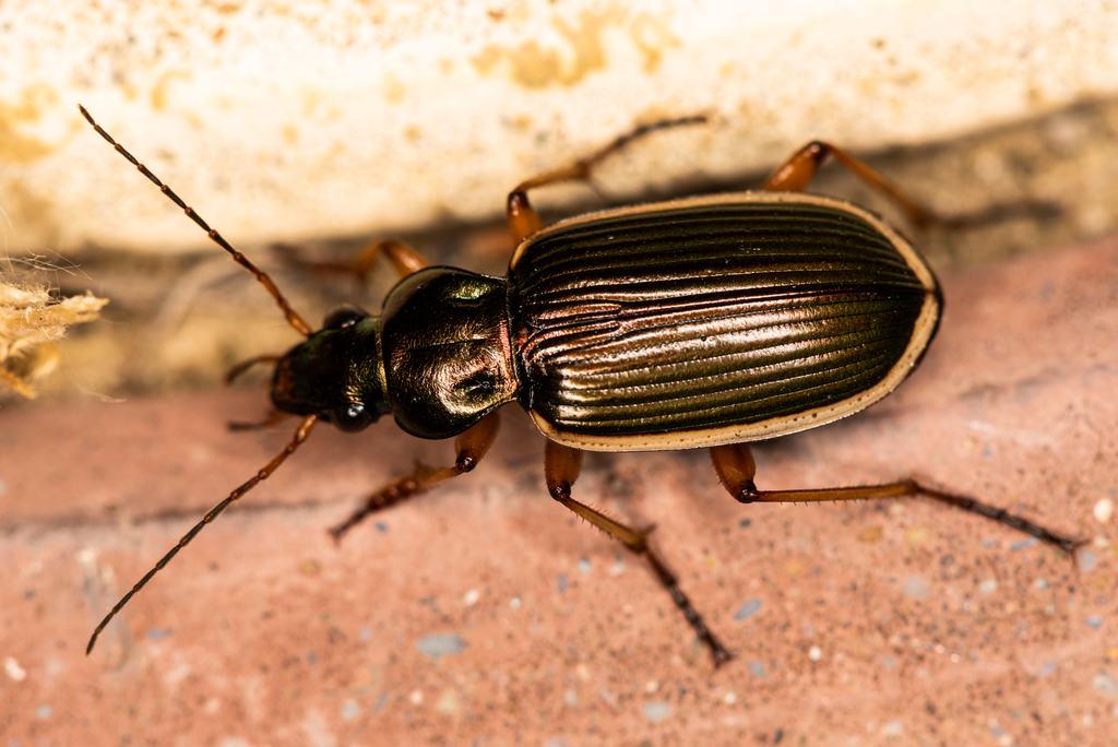 Chlaenius spoliatus