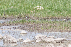 Erythrogonys cinctus