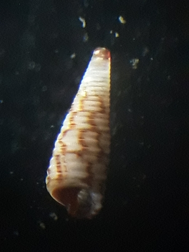 Seila assimilata observed 2023-05-25