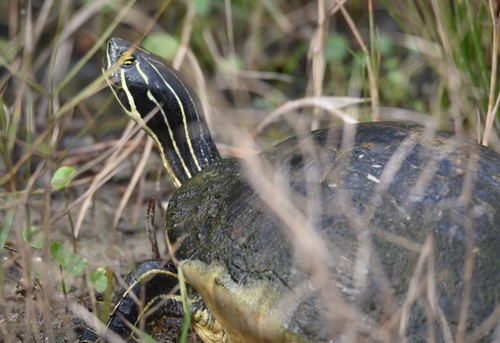 Peninsular Cooter