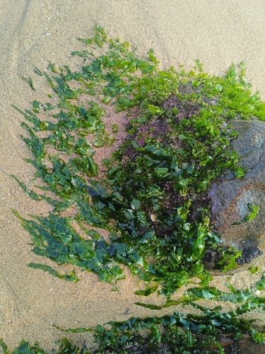Ulva fasciata