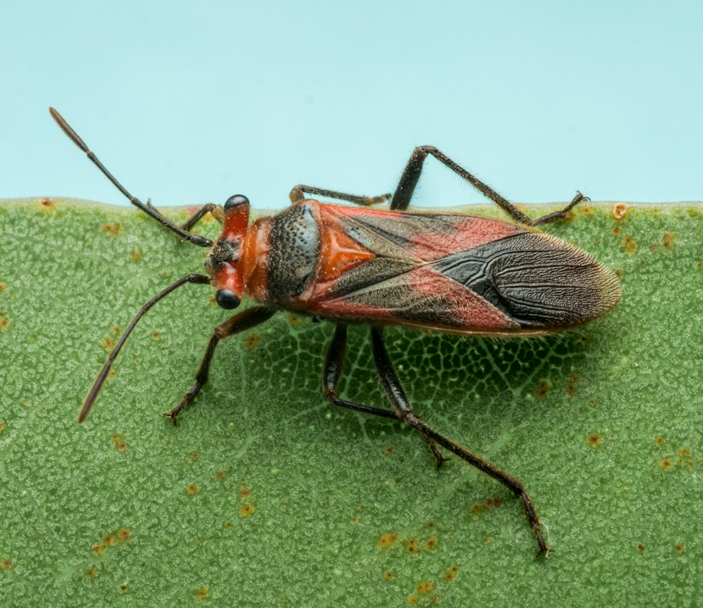 Scopiastes