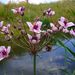 Butomaceae - Photo (c) Gernot Hochmueller, μερικά δικαιώματα διατηρούνται (CC BY)