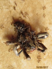 Pheidole