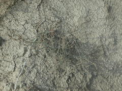 Noaea mucronata