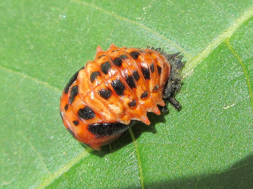 Aiolocaria hexaspilota