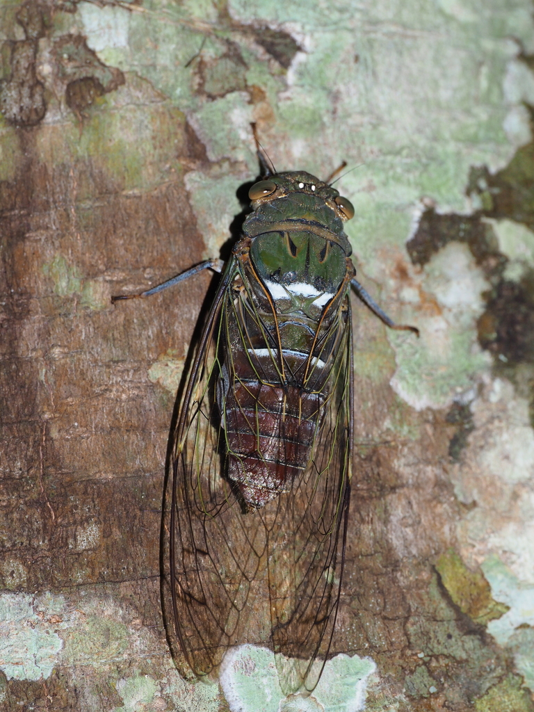 Platylomia bocki