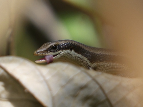 Many-keeled Mabuya, Eutropis multicarinata