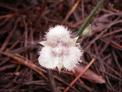 Calochortus coeruleus