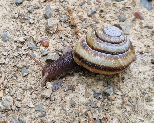 Karaftohelix maackii