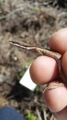 Anolis olssoni