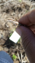 Anolis olssoni