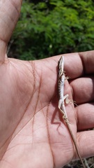 Anolis olssoni