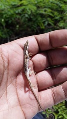 Anolis olssoni