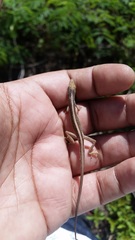 Anolis olssoni