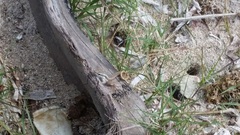 Leiocephalus lunatus