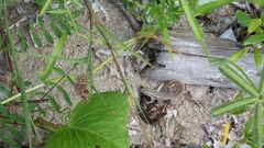 Leiocephalus lunatus