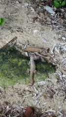 Leiocephalus lunatus