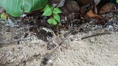 Leiocephalus lunatus