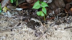 Leiocephalus lunatus