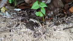 Leiocephalus lunatus