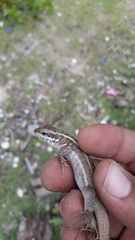 Leiocephalus lunatus