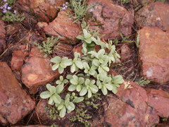 Frangula purshiana ultramafica