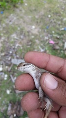 Leiocephalus lunatus