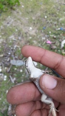 Leiocephalus lunatus