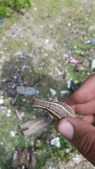 Leiocephalus lunatus