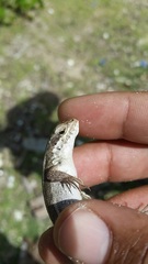 Leiocephalus lunatus